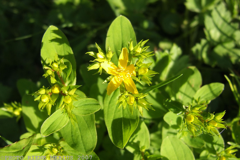 گل راعی , هزارچشم , علف چایTipton's weed, rosin rose, goatweed, chase-devil, Klamath weed 